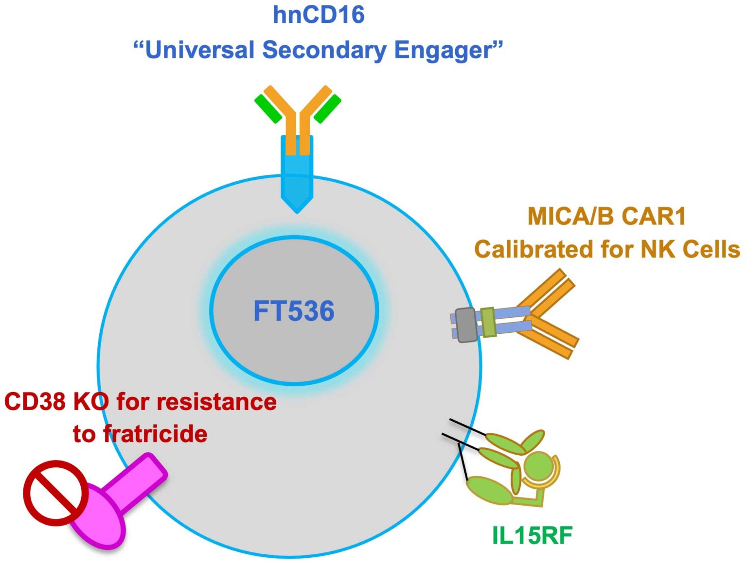 FT536 - Fate Therapeutics